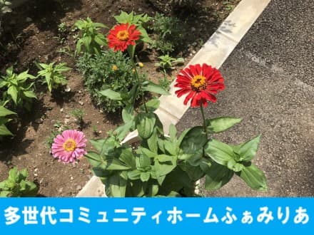 ナースケアセンターふぁみりあ (看護小規模多機能)の求人情報